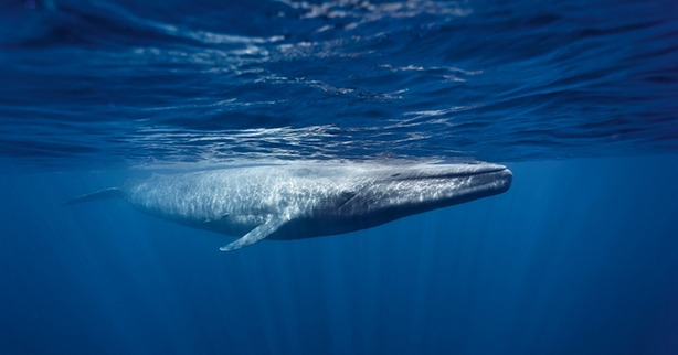 Oris Whale
